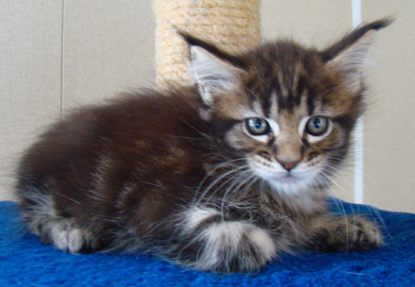    Catsvill County.  !    !       !!!   http://www.mcoon.ru    Catsvill County +7-926-544-74-09     .   ,   ,   ,    ,   ,  ,     ,   -,    ,   !   ,   ,  ,   ,    ,    ,   ,  ,  ,    ,   ,   ,   ,    ,    ,   ,  ,  .  ,  ,  ,   ,   ,   ,   ,   ,   ,   ,   ,   ,    ,    ,    ,    ,      ,  , maine coon,    Catsvill County,   .  ,  ,  ,   ,   ,   ,   ,   ,   ,   ,   ,   ,    ,    ,    ,    ,      ,    , maine coon,    Catsvill County,   