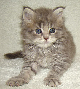       Catsvill County