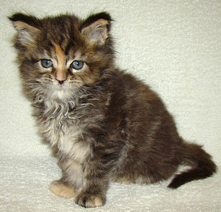       Catsvill County