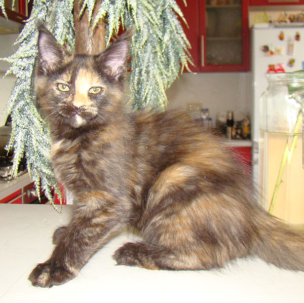        ,       Catsvill County