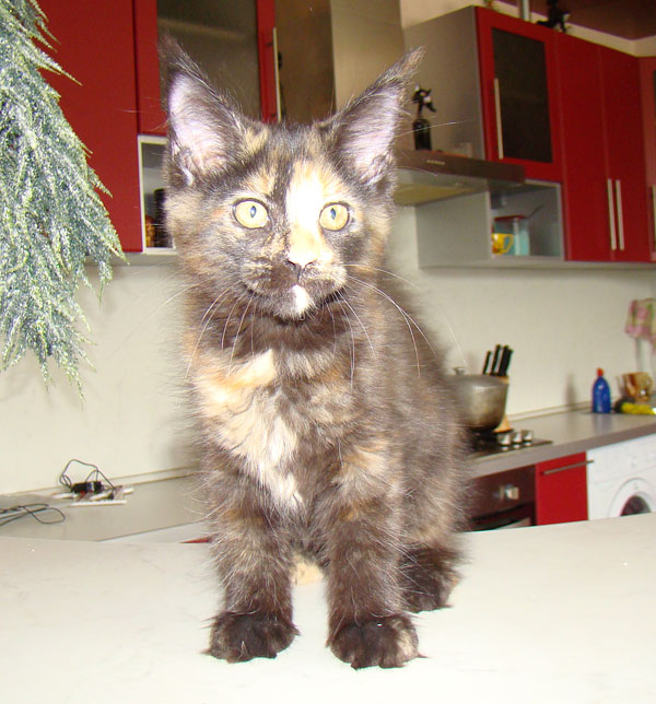        ,       Catsvill County