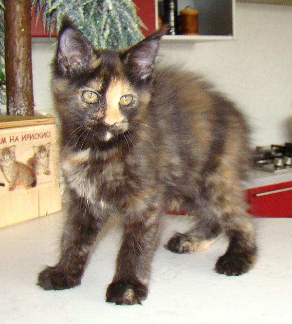        ,       Catsvill County