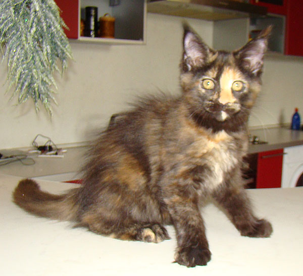        ,       Catsvill County