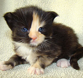       Catsvill County