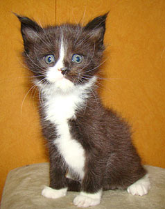       Catsvill County