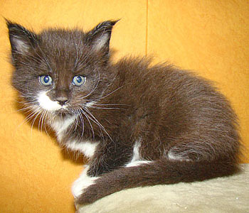       Catsvill County