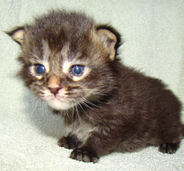       Catsvill County
