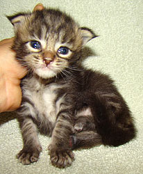       Catsvill County