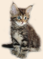      Catsvill County