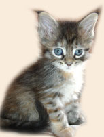      Catsvill County