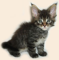      Catsvill County