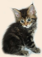      Catsvill County