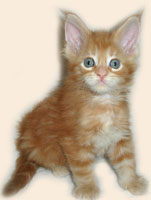      Catsvill County