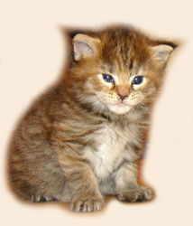      Catsvill County