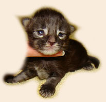      Catsvill County