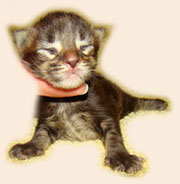      Catsvill County