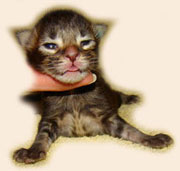      Catsvill County