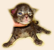      Catsvill County