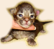      Catsvill County
