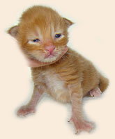      Catsvill County