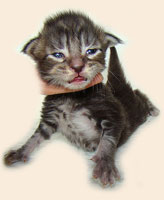      Catsvill County