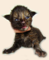      Catsvill County
