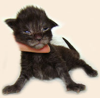      Catsvill County