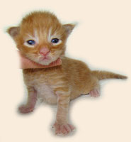      Catsvill County