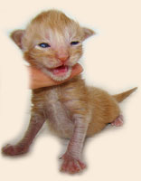      Catsvill County