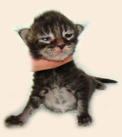      Catsvill County