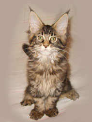      Catsvill County