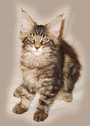      Catsvill County