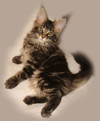      Catsvill County