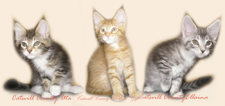 ���� ��� ������ ��������� Catsvill County