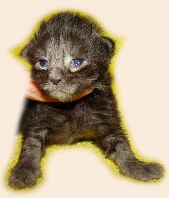      Catsvill County