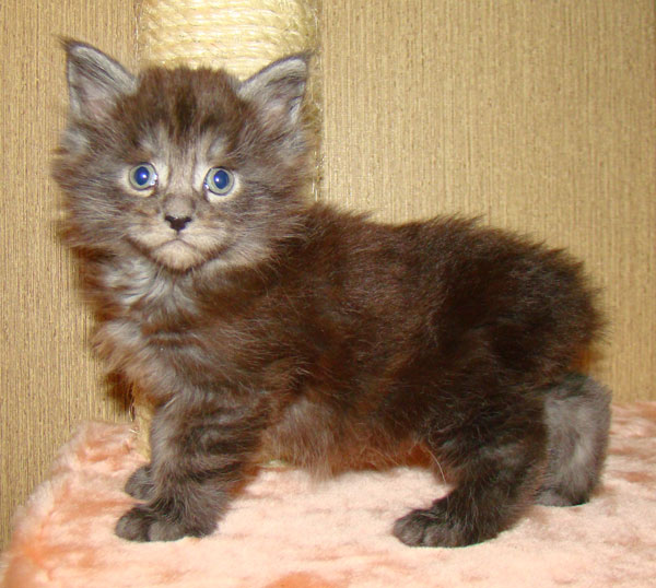      Catsvill County