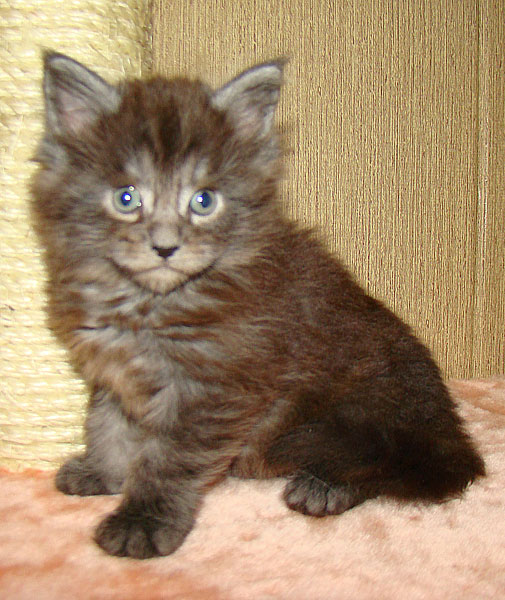      Catsvill County