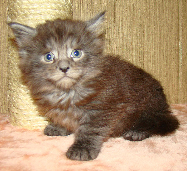      Catsvill County