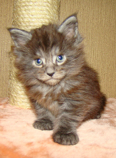      Catsvill County