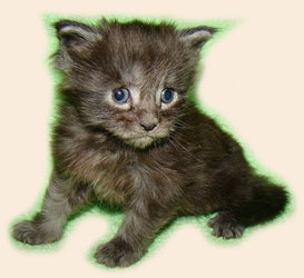      Catsvill County