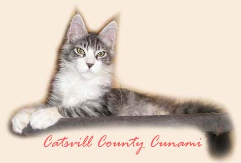    ,    Catsvill County