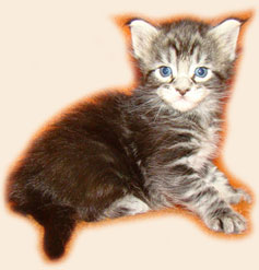      Catsvill County