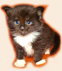      Catsvill County
