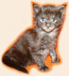      Catsvill County