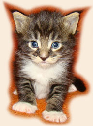      Catsvill County
