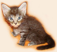      Catsvill County