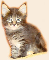      Catsvill County