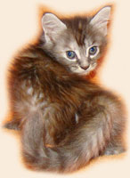     Catsvill County