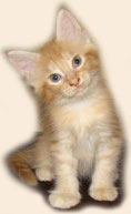      Catsvill County