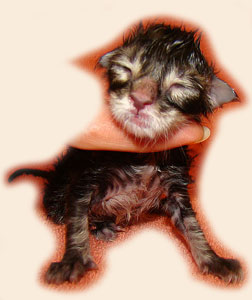      Catsvill County